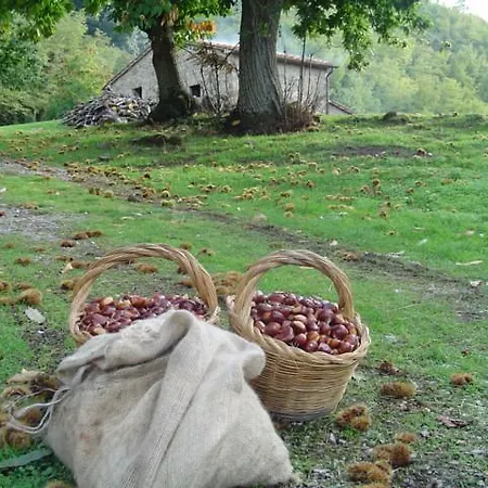 Sorripe Montelaterone