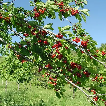 Farmház Sorripe