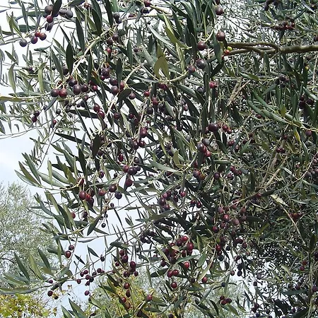 Farmház Sorripe Montelaterone