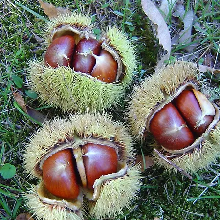 Sorripe